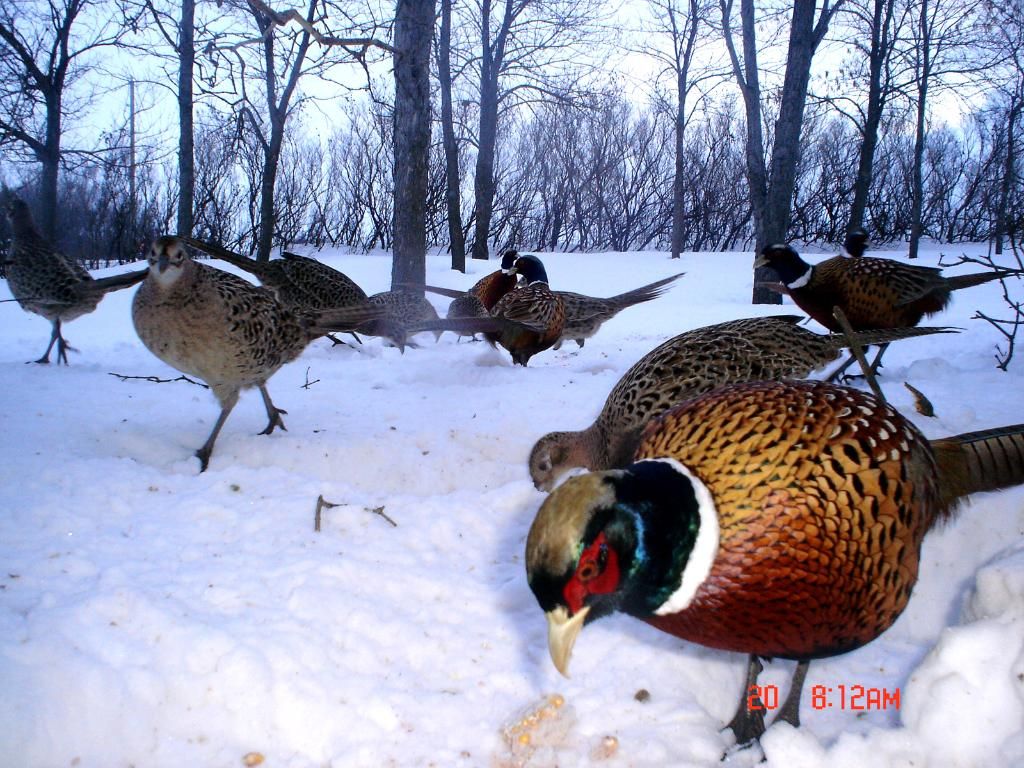 More Pheasant trail cam pics 022510 Duck Hunting Forum